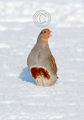 Grey Partridge in the Snow